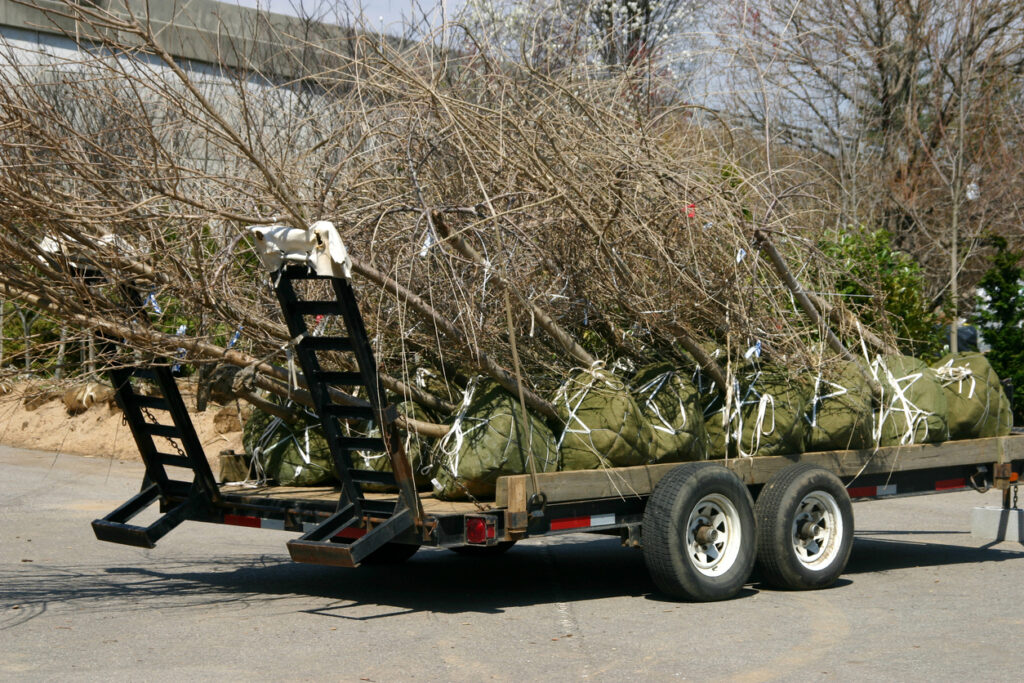 Young trees with root balls are ready for transplanting and loaded on a flatbed truck