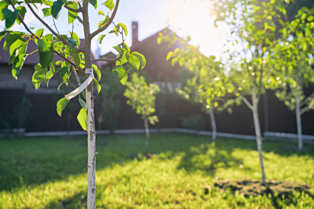 Freshly planted young pear and apple trees in spring or summer orchard or garden with beautiful sunlight.